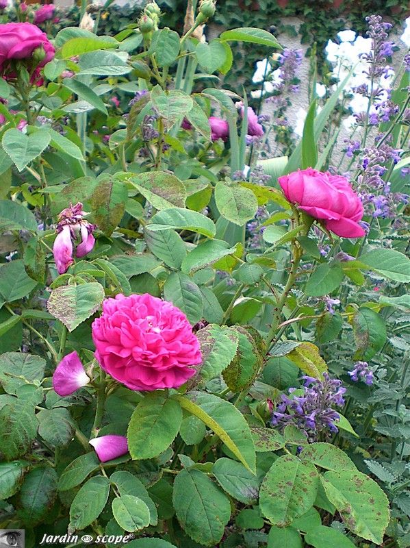 Le Rosier 'Rose de resht'
