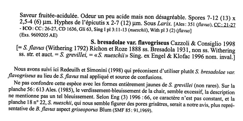 DMHS Bolets Suillus bresadolae var flavogriseus2