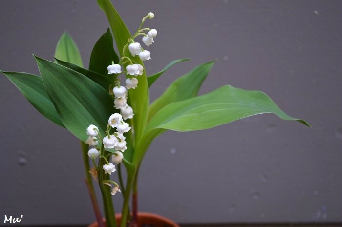 170501_muguet