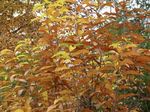arbres_62