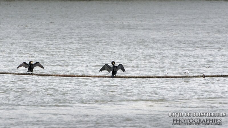 Grand Cormoran(Phalacrocorax carbo - Great Cormorant)