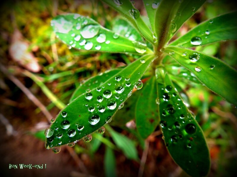 feuille gouttes d'eau