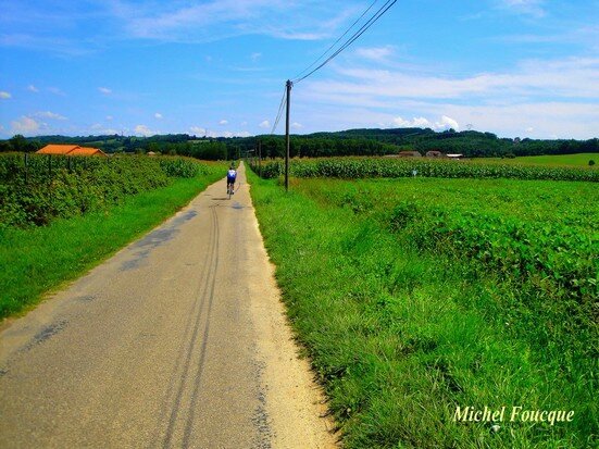 11) entre pins et chassons et la forêt