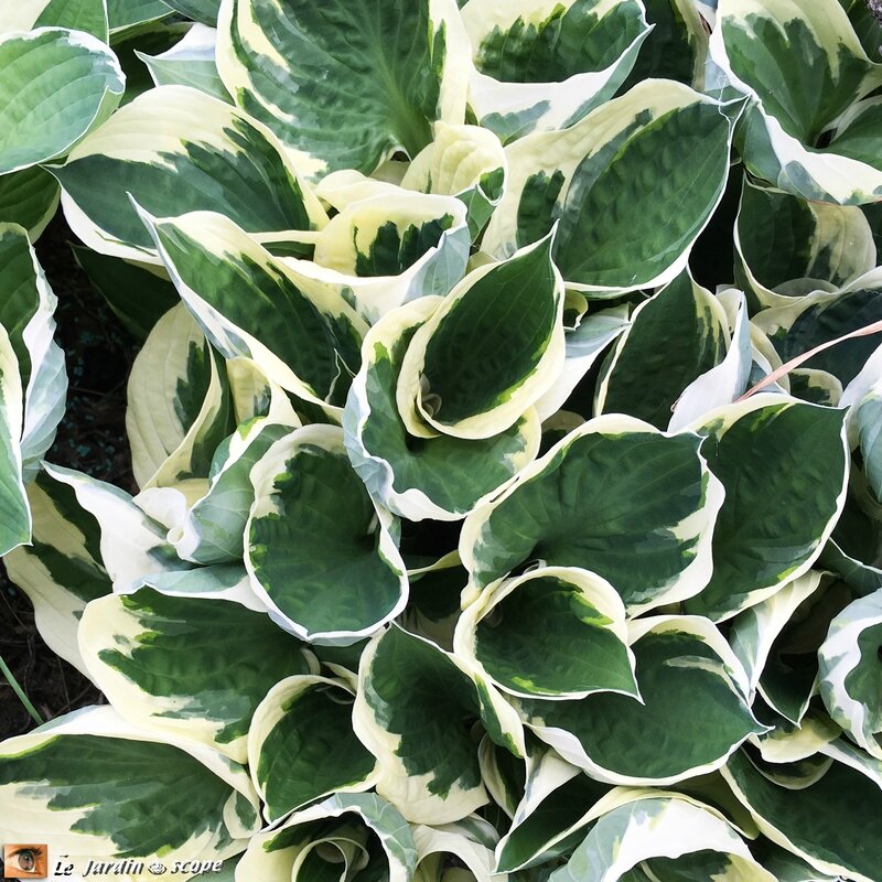 Hostas fortunei 'Aureomarginata