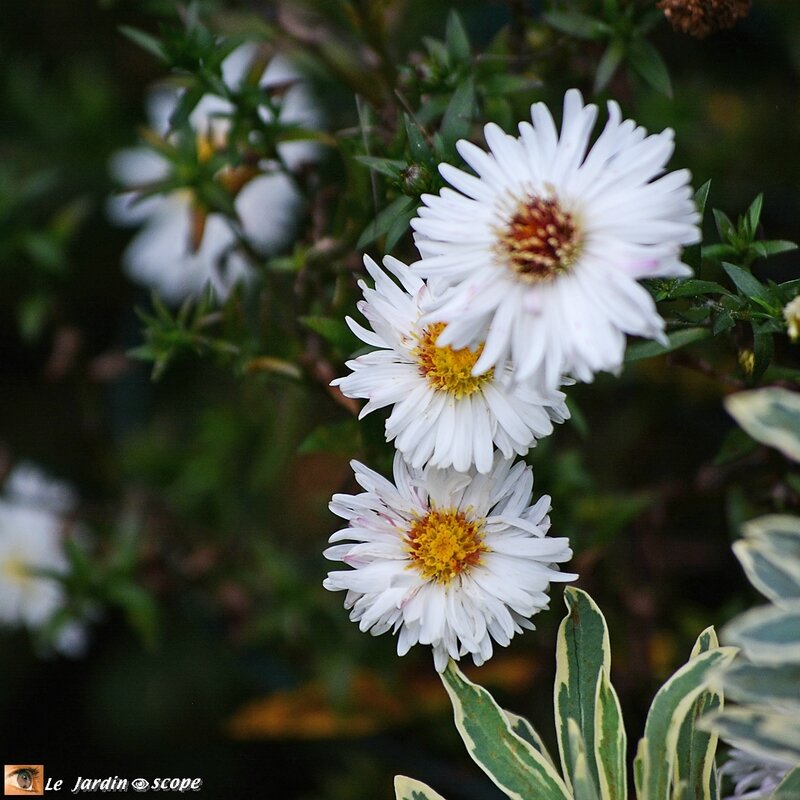 Aster-novii-belgii-White-Ladies