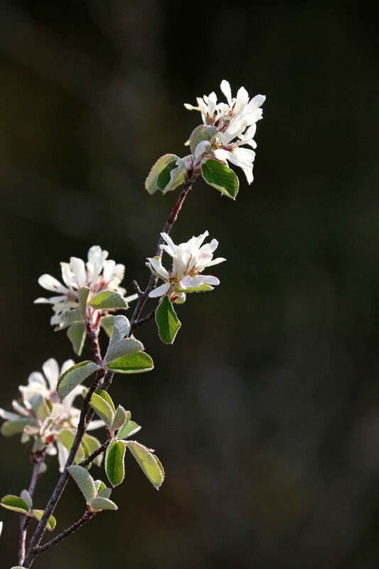 7_IMG_Amelanchier