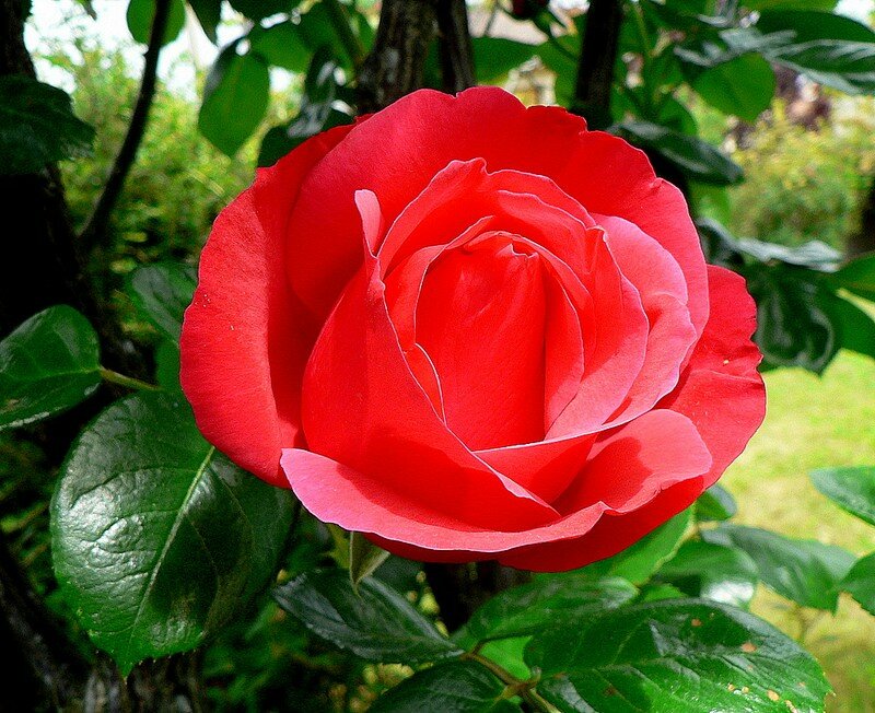 rose Renata Tebaldi
