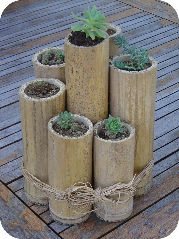 Bambou et cactus