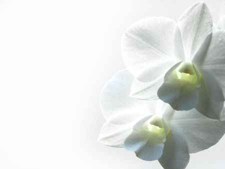 orchid_e