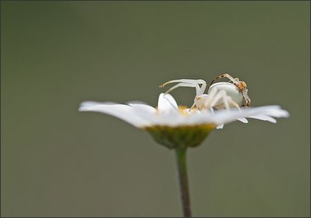 Torfou_thomise_accoupl_marguerite_010511