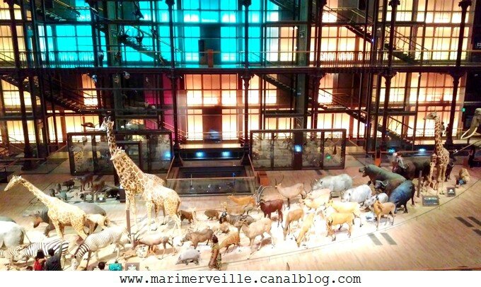 grande galerie de l'évolution muséum paris - marimerveille