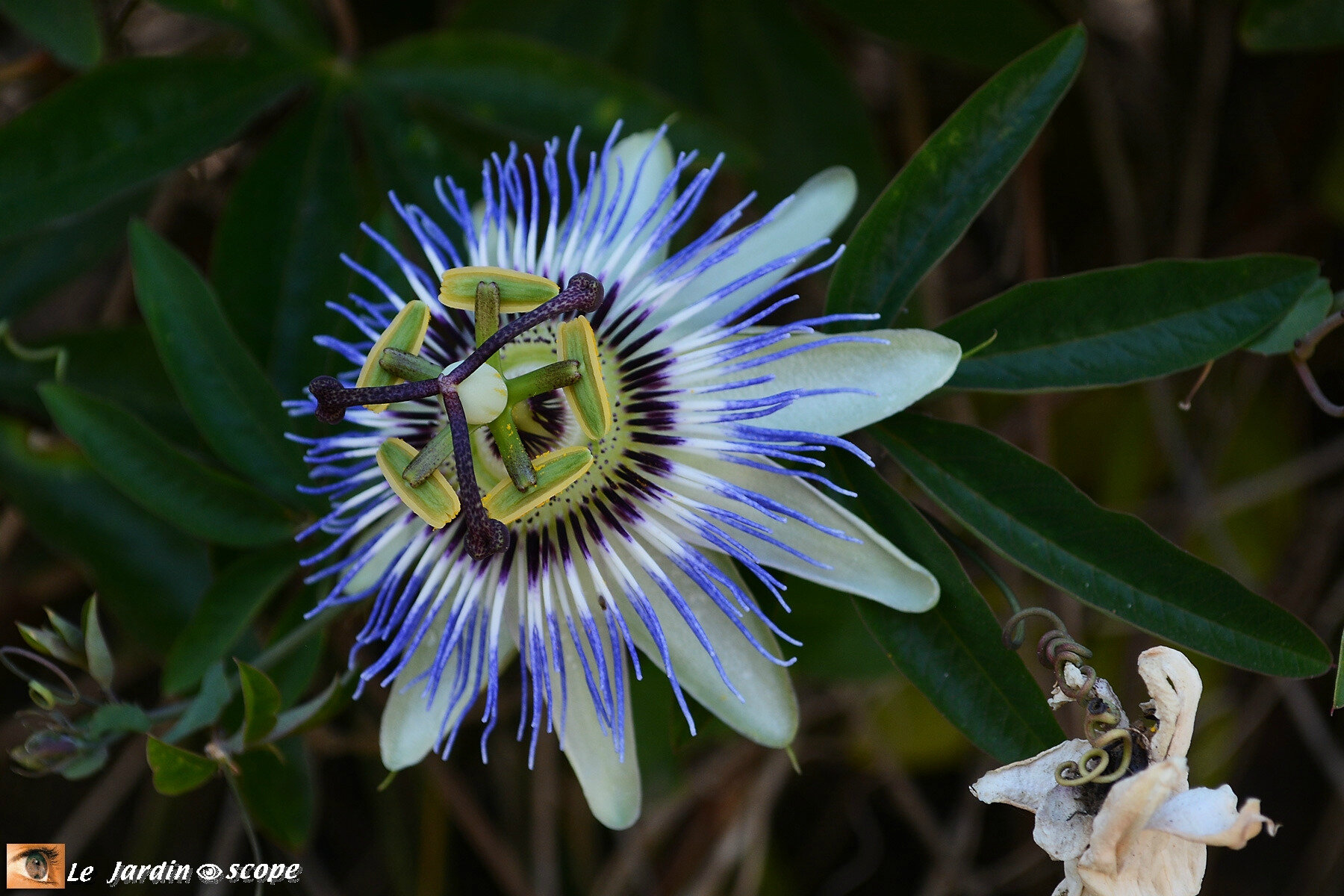 Passiflora-caerulea