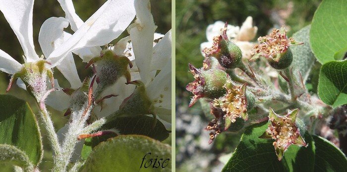 calice à 5 dents acuminées ovaire infère jpg