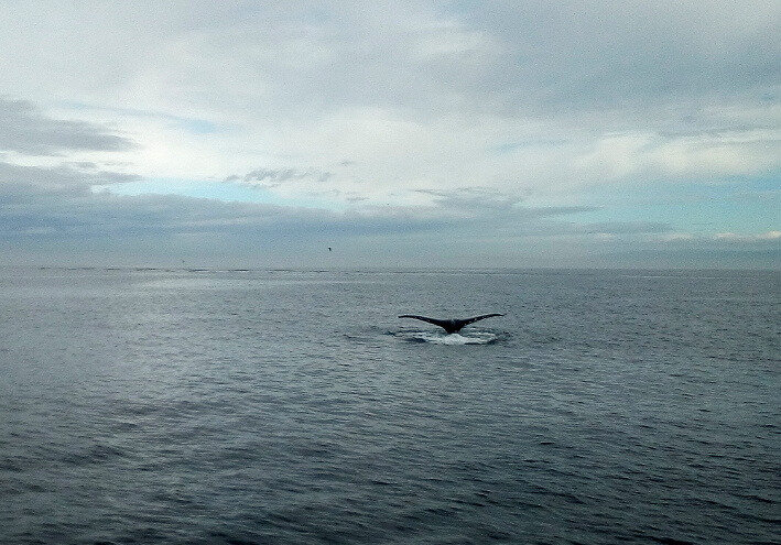 baleine
