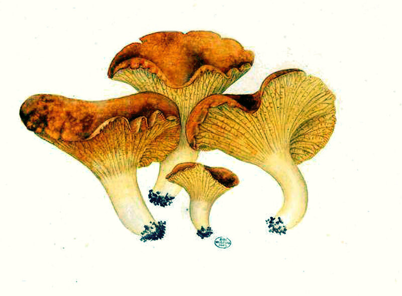 45 Cantharellus cibarius