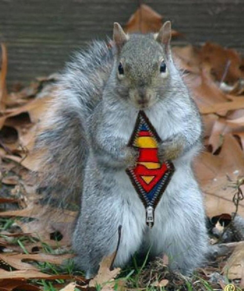 _cureuil_superman
