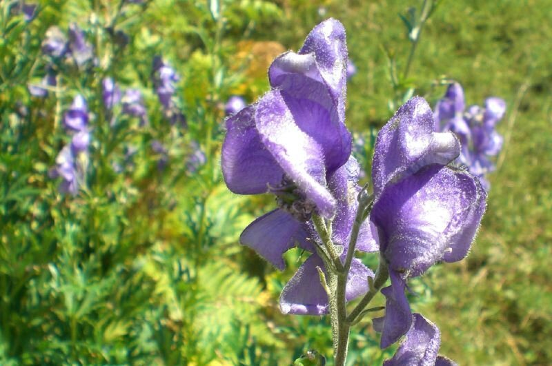 Aconit Corse • Aconitum napellus subsp. corsicum