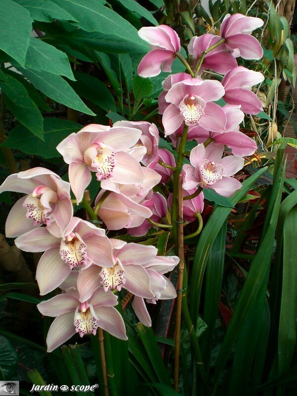 Expo d'Orchidées 2008 - Serre aux papillons du Parc Floral d'Orléans