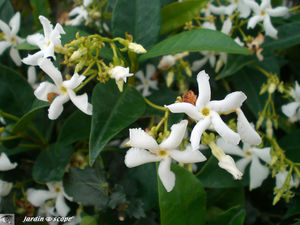 8886_Vinca_minor_alba
