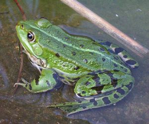 grenouille_verte_1297101108