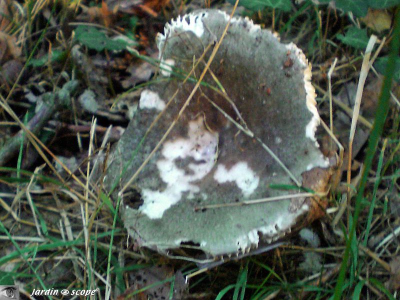 Russule charbonnière • Russula cyanoxantha • Russulaceae