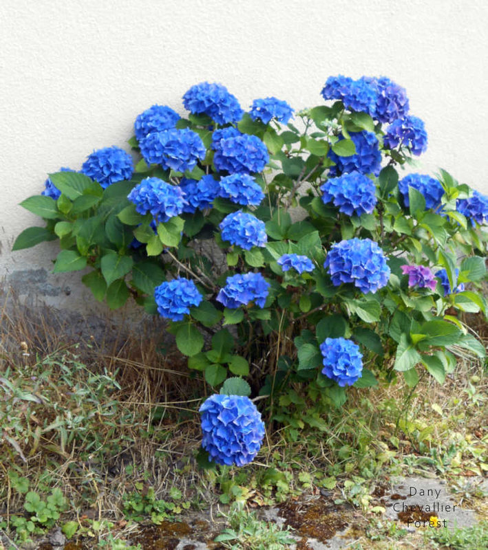 hortensias bleus