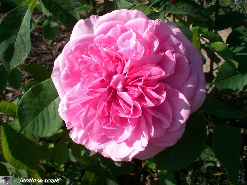 Au parc Floral de la Source à Orléans