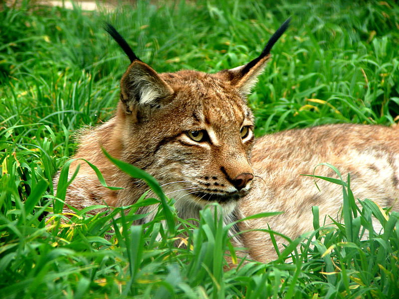 800px-Lynx_lynx_in_Bogazici_Zoo_01155_Nevit