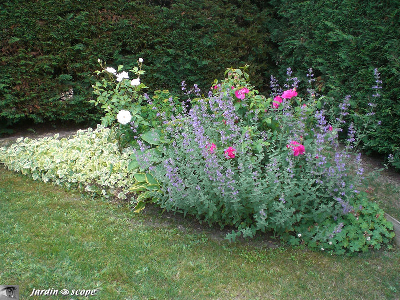 Jardin juin 2009
