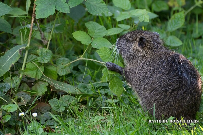 Ragondin (Myocastor coypus)