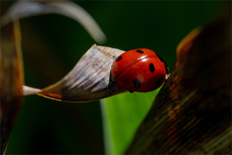 Coccinelle rouge vert 240322