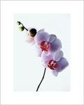 6545220_Orchid_Posters
