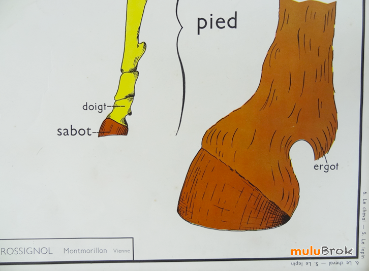 Affiche-scolaire-CHEVAL-LAPIN-6-muluBrok