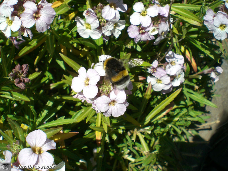 Erysimum arbuscula • Famille des Brassicaceae
