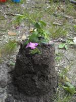 Mud pie