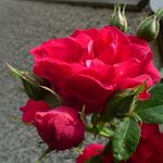 2012-06-079