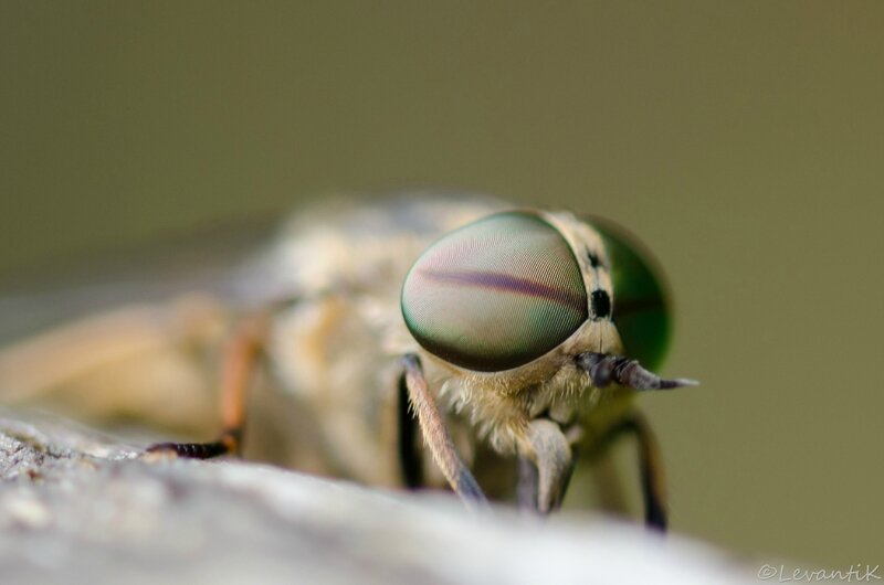 Taon des boeufs - Tabanus bovinus (2)