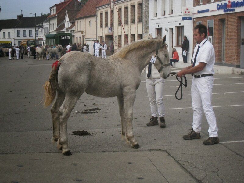 Etoile des Eawy - 12 Octobre 2014 - Concours de Poulains - Hucqueliers (62) - 2e (pouliches nées entre le 27-04 et le 05-06-2014)