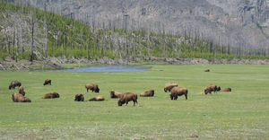 buffalo_herd