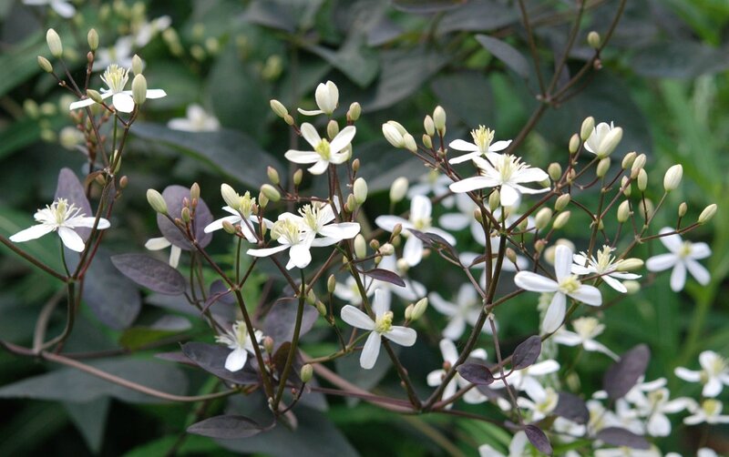 Clematis recta 'Purpurea'