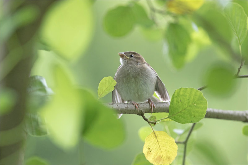 Oiseau moineau jeune 1 060721
