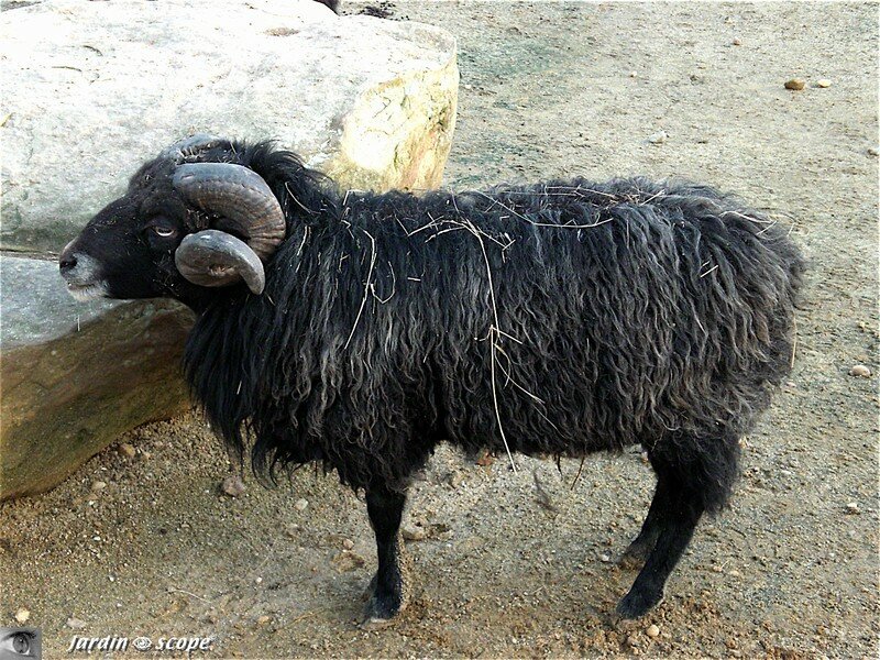 Mouton d'Ouessant