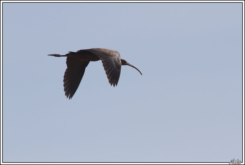 Ibis falcinelle