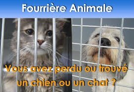 fourriere animale