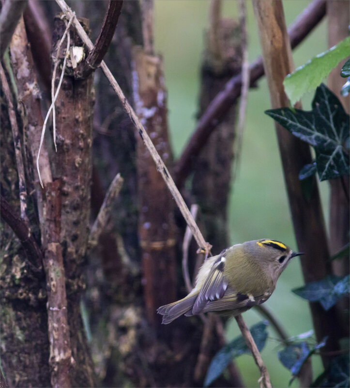 Oiseau roitelet huppé 2 251219