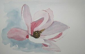 magnolia_petite