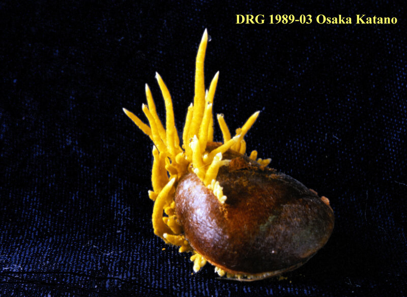 Penilliopsis clavariaeformis Osaka Katano 1989_03 c