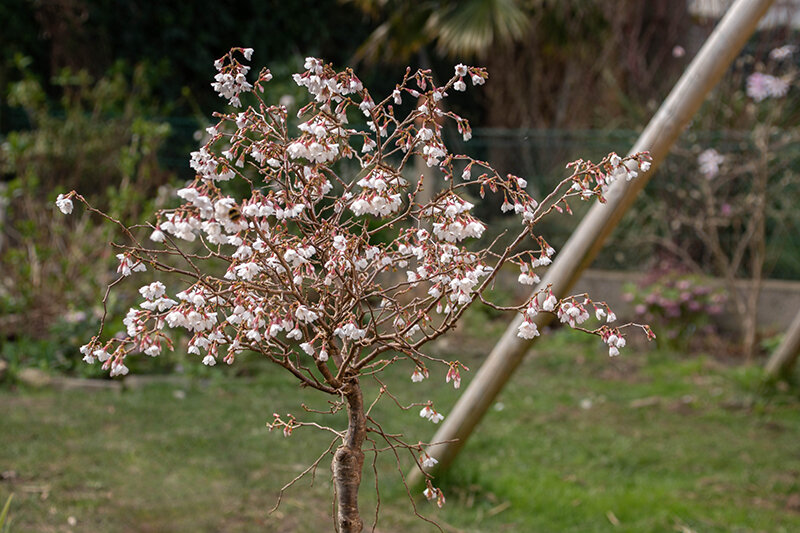 Prunus incisa Kojo No Mai (3)