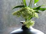 les fleurs chez moi (51)