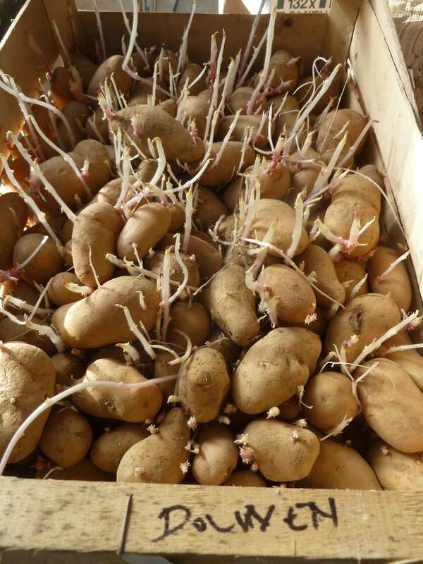 16-épichonnage des patates (7)